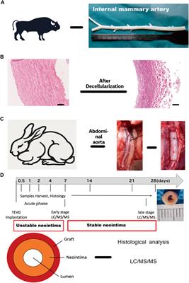 A proteomics analysis of neointima formation on decellularized vascular grafts reveals regenerative alterations in protein signature running head: Proteomics analysis of neointima formation